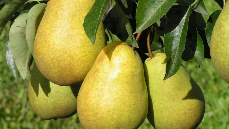 Which variety of pear is better: Lada or Chizhovskaya