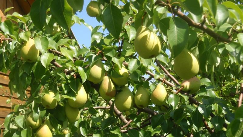 Which variety of pear is better: Lada or Chizhovskaya