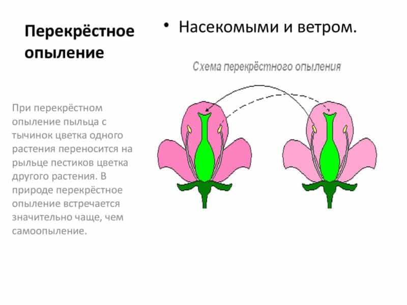 Table of honeysuckle pollinators - types and methods of pollination
