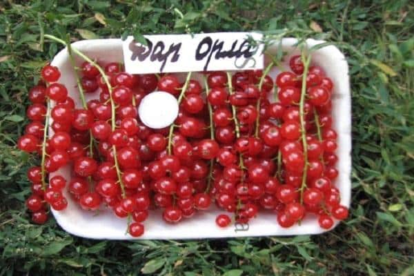 Why are black currants black?
