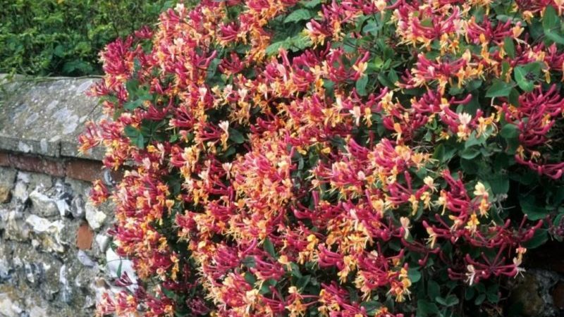 Types and varieties of decorative climbing honeysuckle