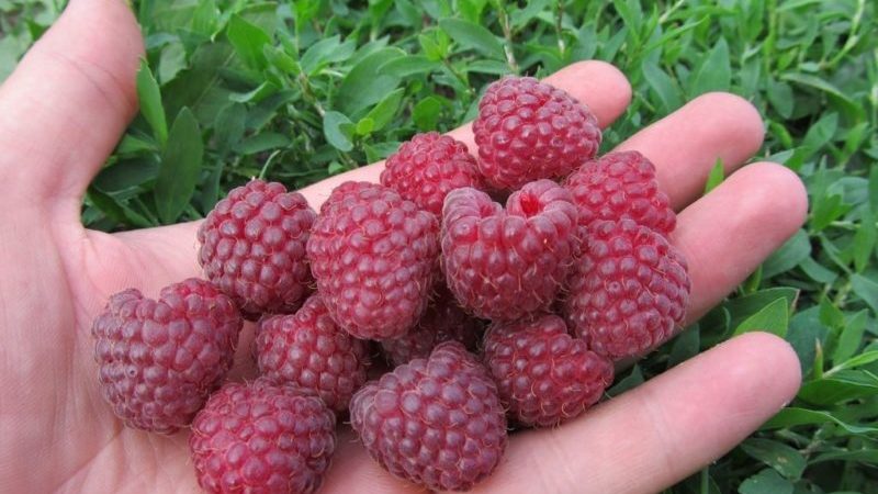 Characteristics and description of the best raspberry varieties