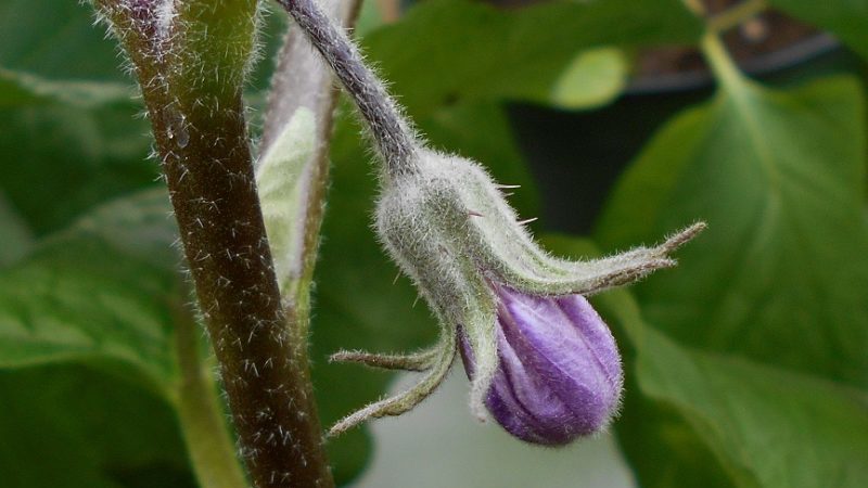 What to do if eggplant flowers fall off in a greenhouse and why does this happen?