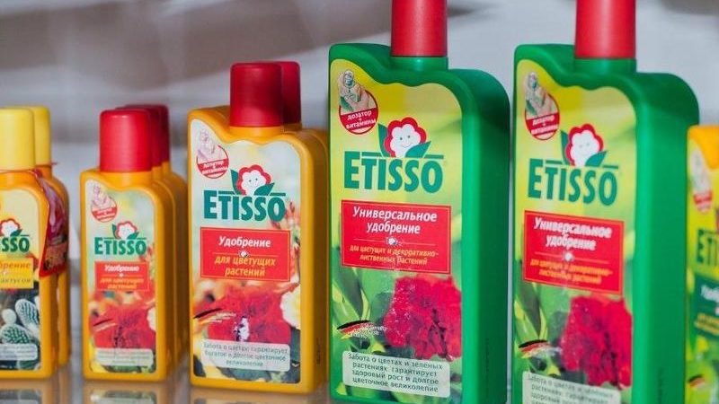 How, when and what to feed petunia for lush flowering