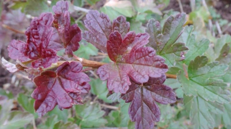 Why do spots appear on gooseberry leaves?