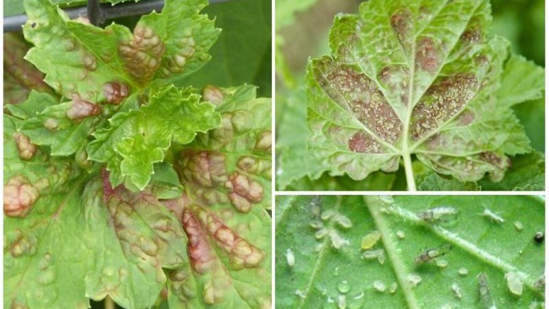Why do currant leaves have pale leaves, what to do and how to fix it