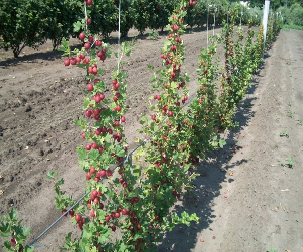 Where is the best place to plant gooseberries in the garden?