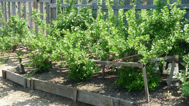 Where is the best place to plant gooseberries in the garden?