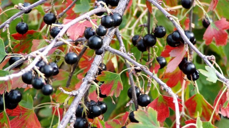Why are black currants black?