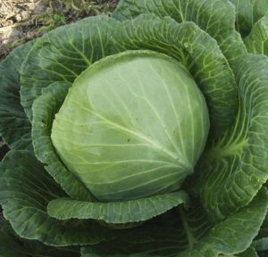 Delicious mid-season cabbage hybrid Krautman f1