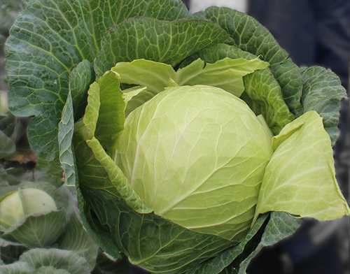 Delicious mid-season cabbage hybrid Krautman f1