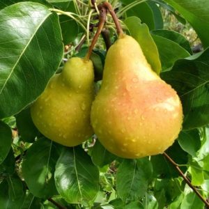Which variety of pear is better: Lada or Chizhovskaya