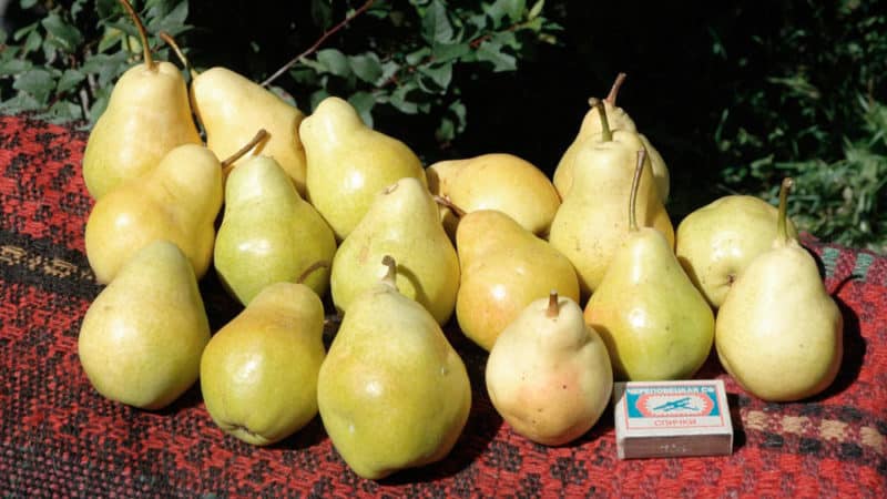 Which variety of pear is better: Lada or Chizhovskaya