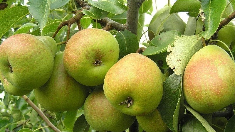 Which variety of pear is better: Lada or Chizhovskaya