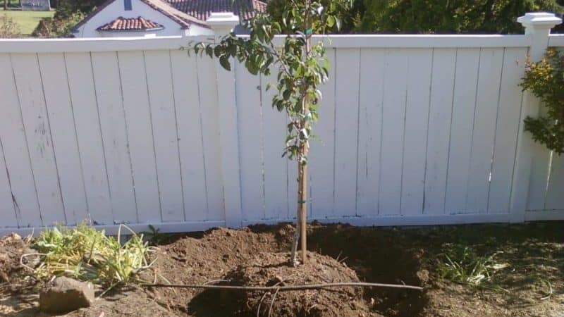 Which variety of pear is better: Lada or Chizhovskaya