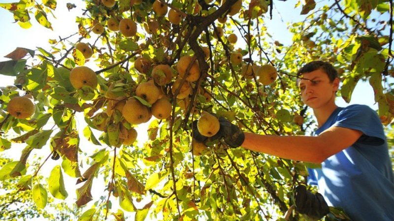 Which variety of pear is better: Lada or Chizhovskaya