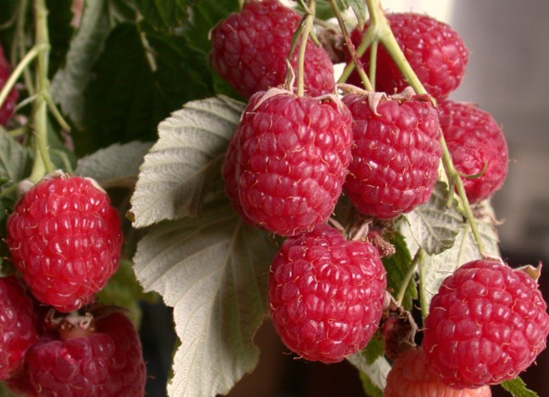 Characteristics and description of the best raspberry varieties