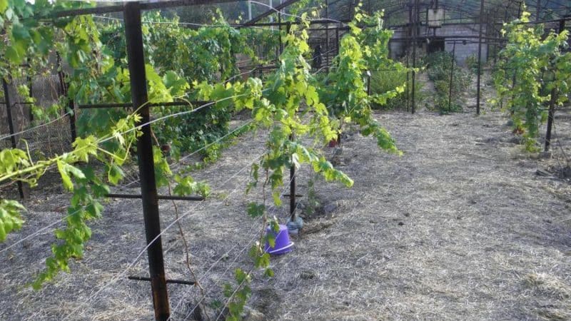 Varieties and independent production of trellises for grapes