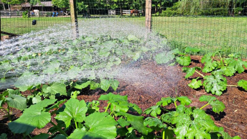 How often to water watermelons and melons in a greenhouse and open ground