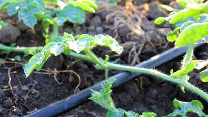 How often to water watermelons and melons in a greenhouse and open ground