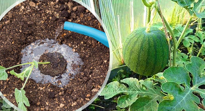 How often to water watermelons and melons in a greenhouse and open ground