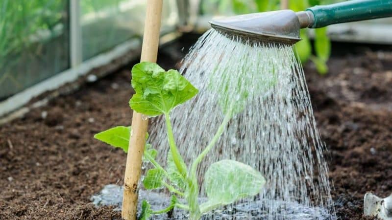 How often to water watermelons and melons in a greenhouse and open ground