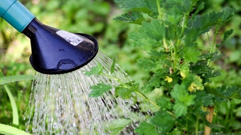 How much and how often to water gooseberries and currants in summer