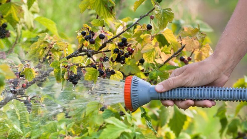 How much and how often to water gooseberries and currants in summer