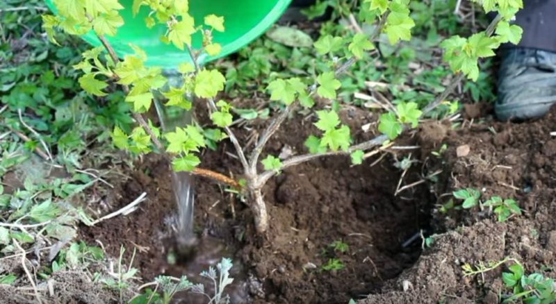 How much and how often to water gooseberries and currants in summer