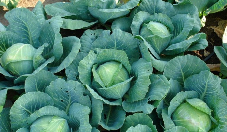 How to care for cabbage in open ground
