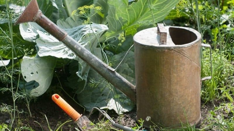 How to care for cabbage in open ground