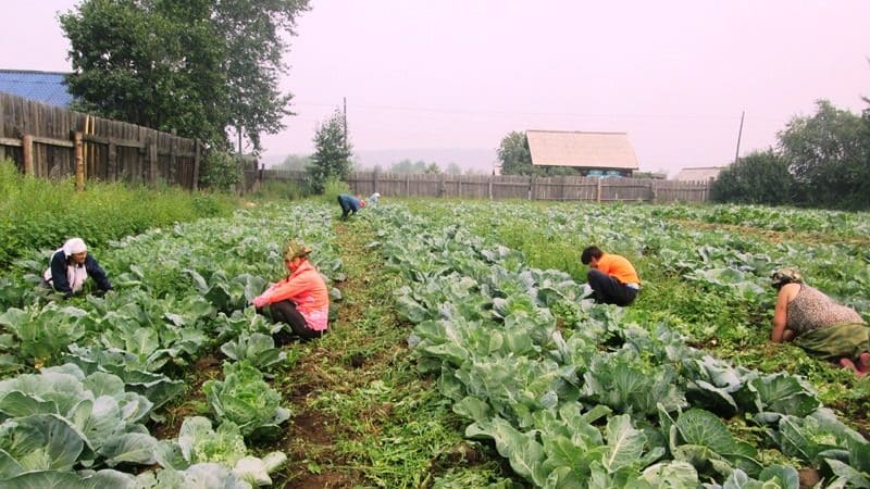 How to care for cabbage in open ground