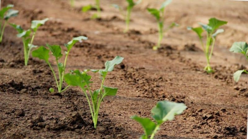 How to care for cabbage in open ground