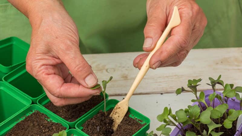 How to care for cabbage in open ground