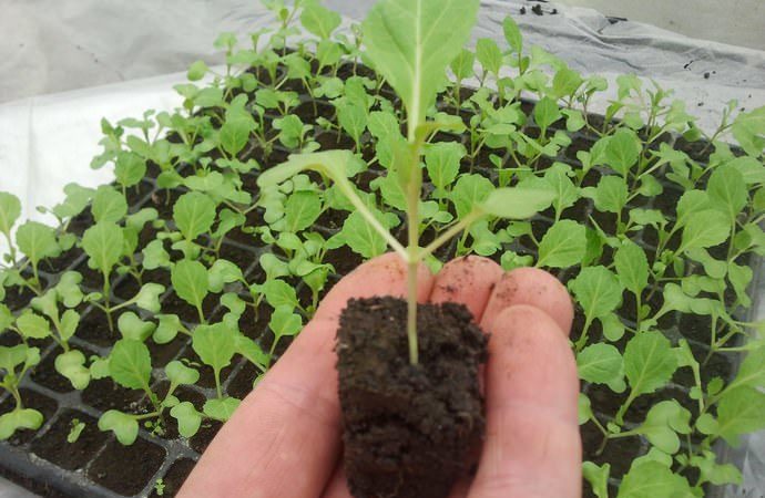 High-yielding popular cabbage variety Amager
