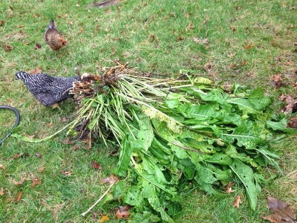 The most effective ways to get rid of horseradish in the garden quickly and forever