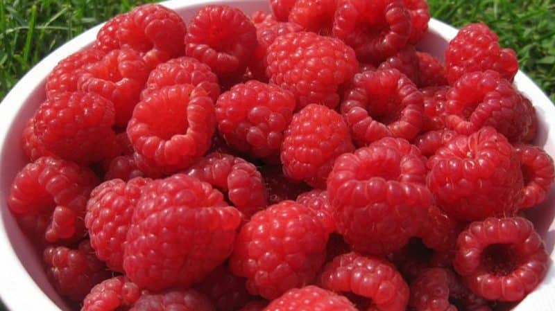 Characteristics and description of the best raspberry varieties