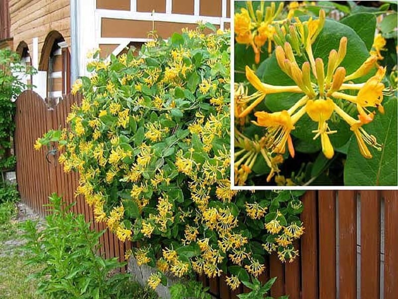 Are honeysuckle honeysuckle fruits edible or not?