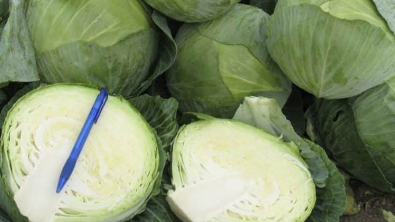 Delicious mid-season cabbage hybrid Krautman f1