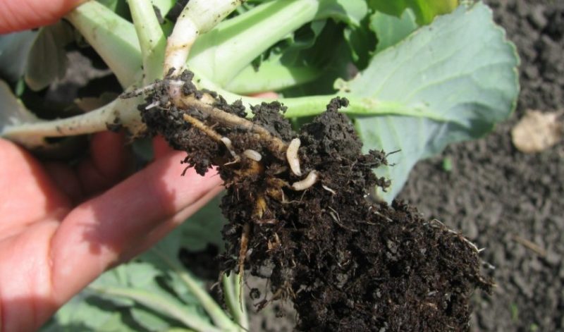 Diseases and pests of Chinese cabbage