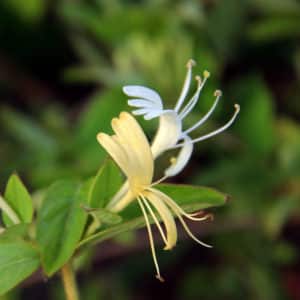Types and varieties of decorative climbing honeysuckle