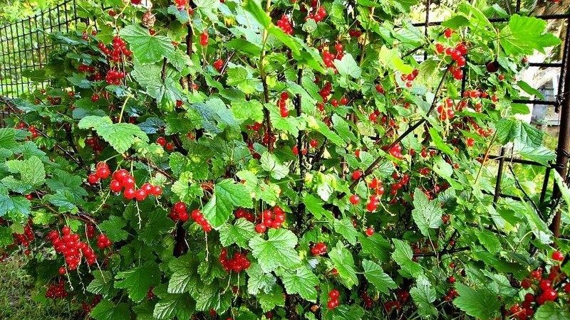 Why do currant leaves have pale leaves, what to do and how to fix it