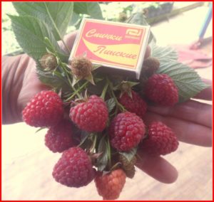 Characteristics and description of the best raspberry varieties