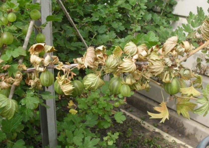 Why do gooseberries turn yellow and dry in summer and what to do about it?