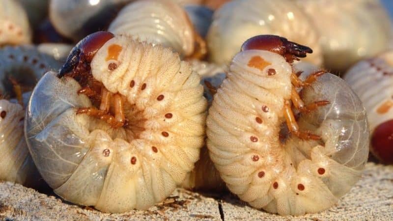How to escape from pepper pests in a greenhouse