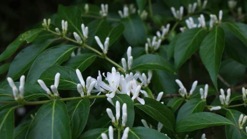 Types and varieties of decorative climbing honeysuckle