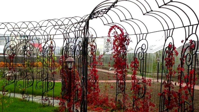 How to make a pergola for grapes with your own hands