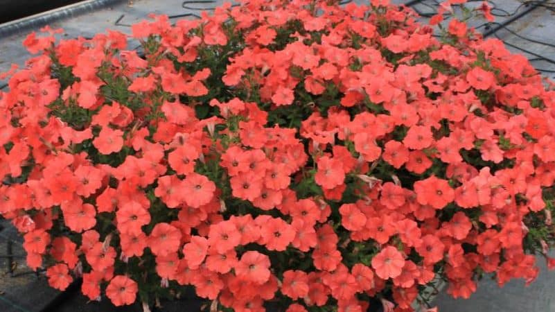 Description, varieties, cultivation of petunia Gioconda