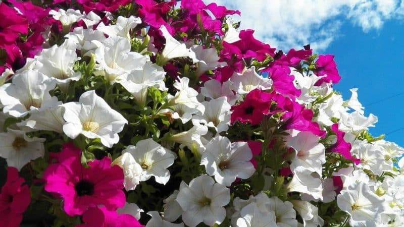 Types and best varieties of perennial petunia