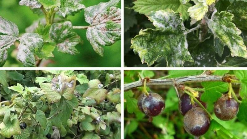 Why do currant leaves have pale leaves, what to do and how to fix it